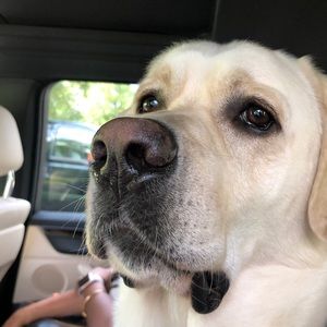 Meet your Posher, Curran